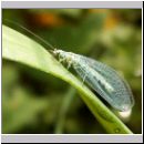 Chrysopa perla - Florfliege 01.jpg